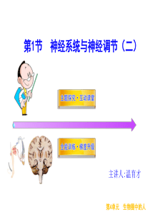 第12章 第1节  神经系统与神经调节(二)