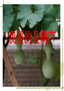 我要的是葫芦葫芦  冀教版语文课件  二年级