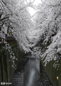《樱花》音乐课件_公开课