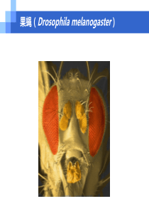 模式生物-果蝇