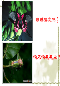 八年级生物 昆虫的生殖和发育 课件