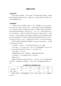 果蝇杂交实验实验报告