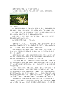 玛雅文明是最古老而充满智慧的一个部落种族