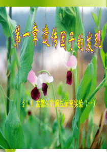 豌豆杂交实验一.ppt