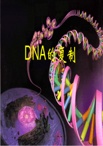 DNA的复制课件