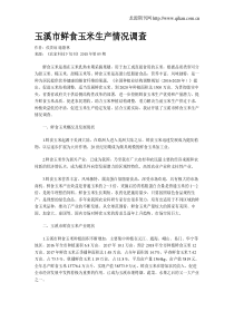 玉溪市鲜食玉米生产情况调查