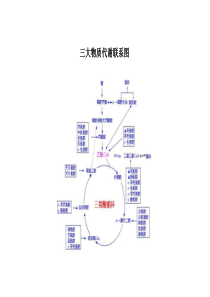 三大物质代谢联系图