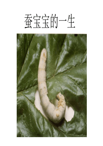 二、蚕宝宝的一生