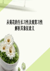 菊花文化
