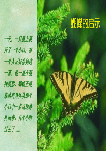 蝴蝶的启示(新)