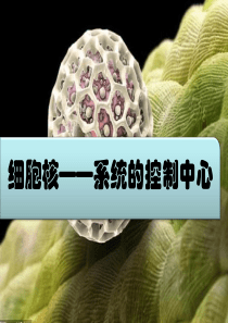 细胞核系统的控制中心课件