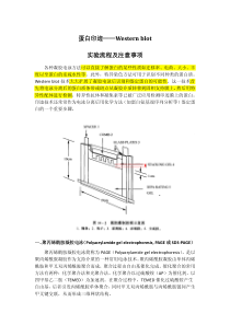蛋白印迹——western-blot-实验流程及注意事项