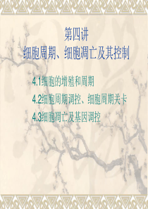 细胞周期