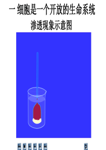 质壁分离实验