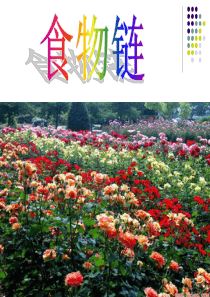 小学五年级科学食物链和食物网(1)