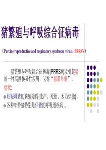 猪繁殖与呼吸综合征病毒-
