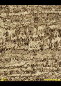 标准岩石薄片高清照片03