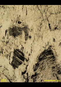 标准岩石薄片高清照片04