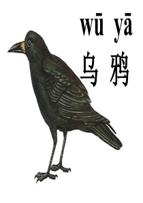 乌鸦喝水课件(公开课)