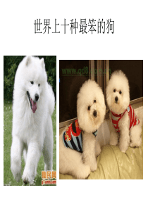 十种最笨的狗