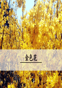 金色花人教部编初中语文七年级上册教学课件