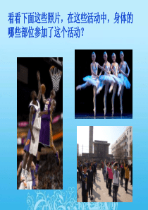 第六章第二节神经系统的组成课件_