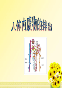 七年级生物下册 3.4《人体内废物的排出》复习课件 济南版