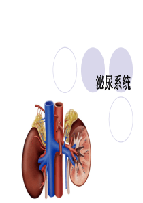 泌尿系统(解剖)