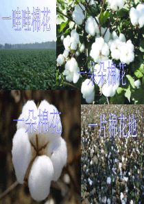 棉花姑娘-PPT课件