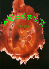 人的生殖和发育PPT