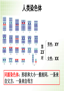 染色体组和同源染色体概念辨析