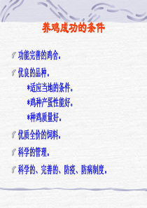 蛋鸡饲养管理资料
