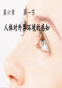 新人教版七年级生物下册《人体对外界环境的感知》教学课件