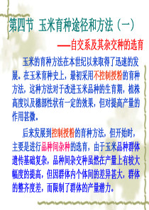 玉米育种04
