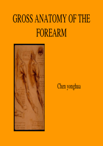 前臂解剖图谱幻灯