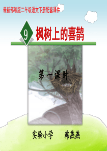 枫树上的喜鹊PPT课件