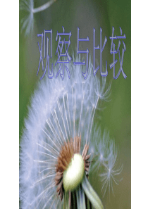 二年级科学下册观察与比较ppt