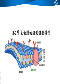 4第2节生物膜的流动镶嵌模型