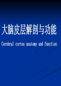 大脑皮层功能与解剖