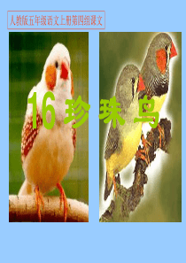 人教版五年级语文上册第四组《16珍珠鸟》PPT课件(开课专用)