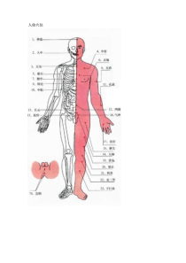 人体穴位及相关疾病特效穴歌(附图)