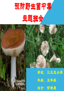 预防野生菌中毒主题班会