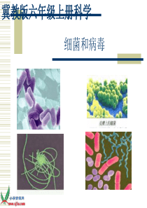冀教小学科学六年级上册册5细菌和病毒PPT课件