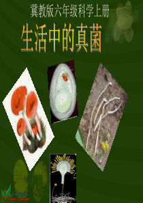 冀教小学科学六年级上册册6生活中的真菌PPT课件1