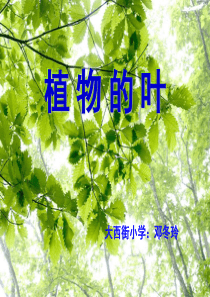 教科版小学科学三年级上册15植物的叶PPT课件4