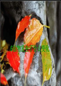 教科版小学科学三年级上册16植物发生了什么变化PPT课件2