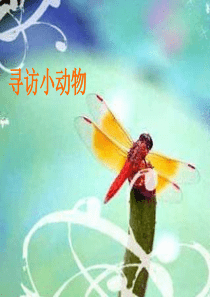 教科版小学科学三年级上册21寻访小动物PPT课件5