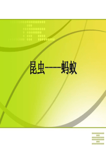 教科版小学科学三年级上册25蚂蚁PPT课件10