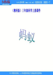 教科版小学科学三年级上册25蚂蚁PPT课件5