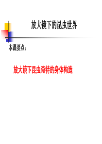 教科版小学科学六年级下册12放大镜下的昆虫世界PPT课件5